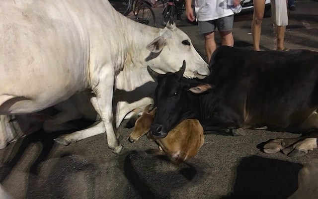 牛さんは仲良く並んでいます