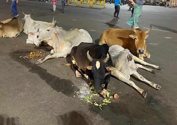 道端の牛もインドらしい！