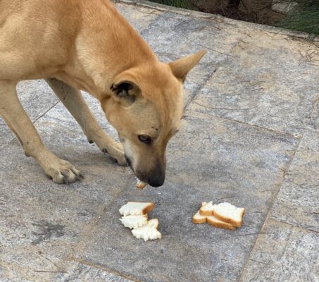 野良犬や他の動物と共存しているインドの暮らし
