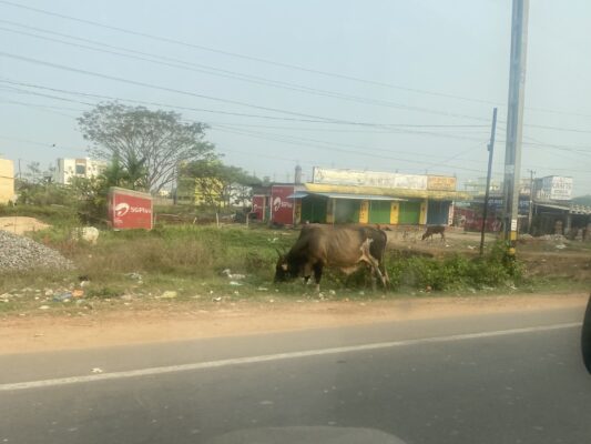 道にいる牛を眺めながらドライブ