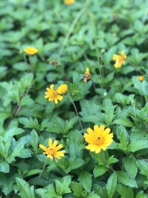 アーユルヴェーダとは 「心と体の調和を保ち、幸せに生きるための智慧」