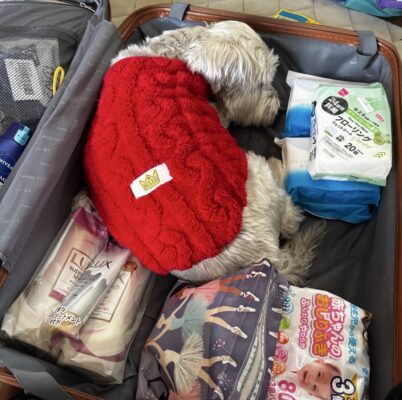 荷造りを邪魔して来る我が家の愛犬